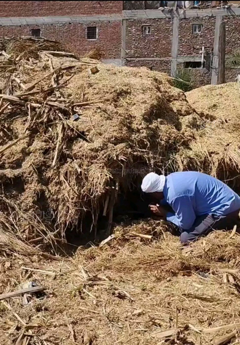 محاولات البحث عن ثعابين سامة،فيتو