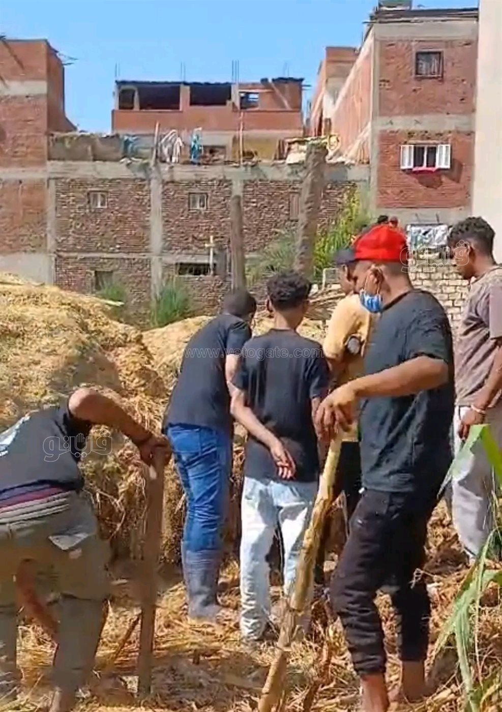 محاولات البحث عن ثعابين سامة،فيتو