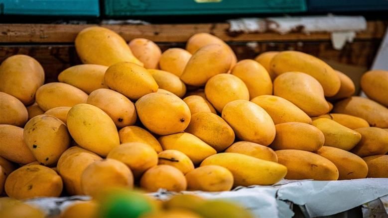 أسعار المانجو اليوم في الأسواق، فيتو
