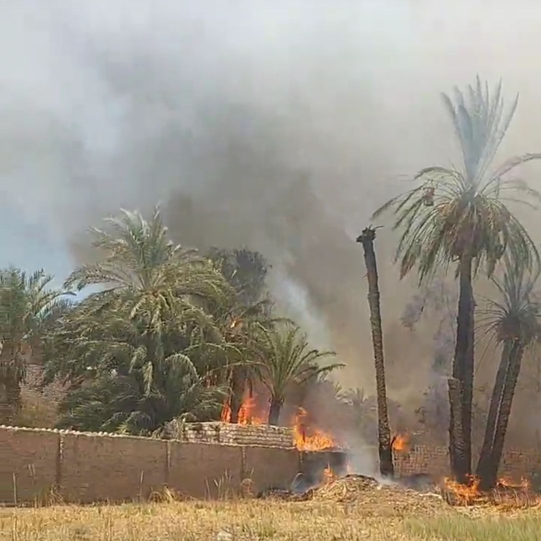حريق أرض زراعية بالمنيا، فيتو 