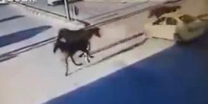 بالفيديو-
      حصان
      يطير
      في
      الهواء
      بعد
      اصطدامه
      بتاكسي
      في
      إحدى
      شوارع
      الضفة
      الغربية-
      فلسطين