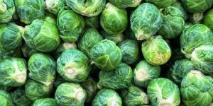 كرنب بروكسل.. لماذا يختلف عن الملفوف؟