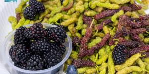 القصيم تشهد  تحولا في زراعة التوت 
ودورها في الأمن الغذائي