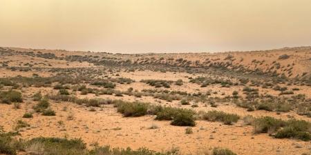 تزايد نمو الغطاء النباتي في محمية الإمام تركي بن عبدالله  يعزز جودة الهواء ويحد من العواصف الغبارية