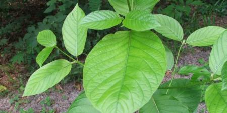 ارتفاع حالات التسمم المرتبطة بالقرطوم في أمريكا