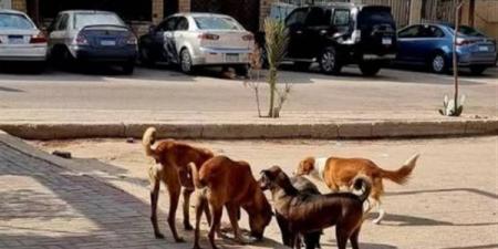 هل يجوز قتل الكلاب الضالة؟ أمين الفتوى يرد