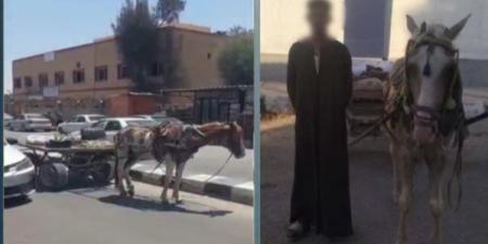 من مقطع متداول إلى ضبط المتهم، كواليس واقعة "الكارو" في شمال سيناء