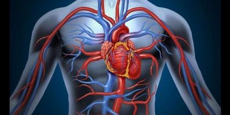 مخاطر مقاومة الأنسولين على شرايين القلب
