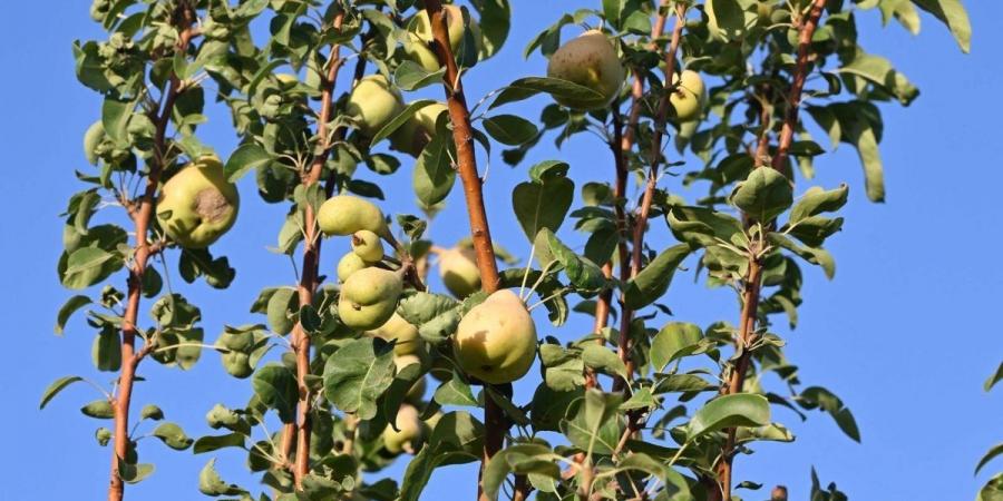 بـ750 طنا سنويا.. «محاصيل الكمثرى» ثمار من ذهب على أرض تبوك