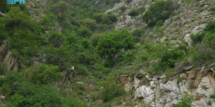 البرنامج الوطني للتشجير يحدد +165 نوعا من النباتات الملائمة للتشجير