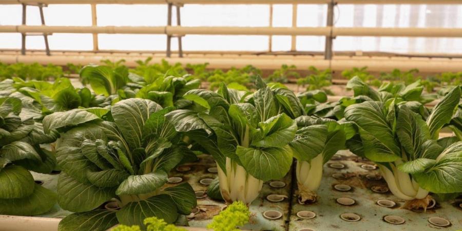 الزراعة المائية بالقصيم.. تقنيات تدعم الأمن الغذائي وتعزز الاستدامة