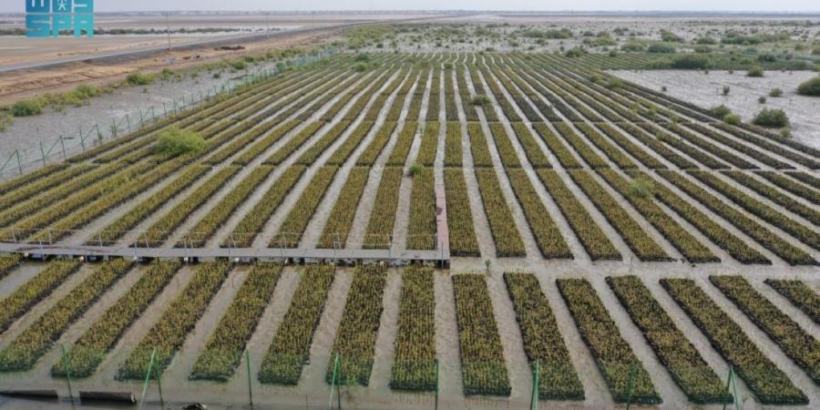 إعادة تأهيل أول مليون هكتار من أراضي الغطاء النباتي