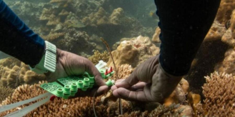 كيف أصبحت الشعاب المرجانية كنزا دوائيا؟