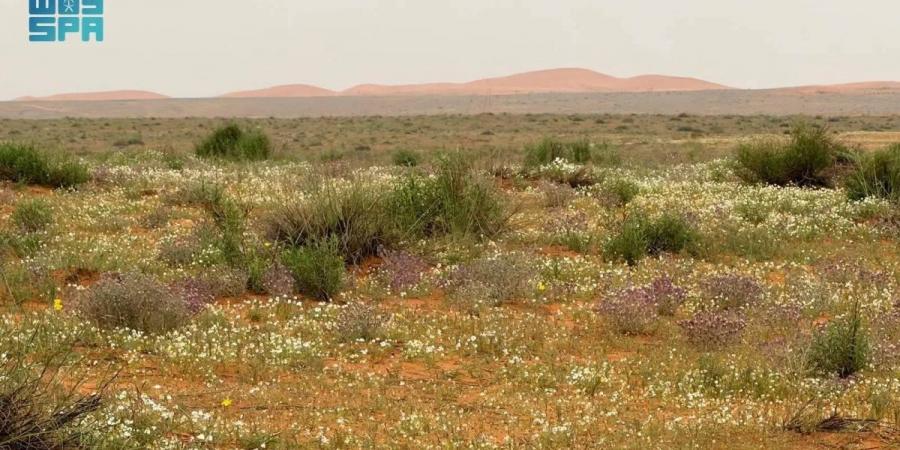 «الأربيان» يكسو رمال «لينة» بحلة ربيعية بيضاء