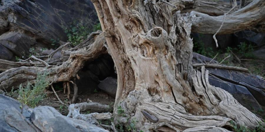 قرية الأراك بالعلا.. ارتباط تاريخي بزراعة شجر الأراك وإنتاج السواك