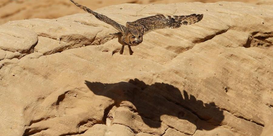 محمية شرعان الطبيعية في العلا تنتعش مع أمطار الربيع