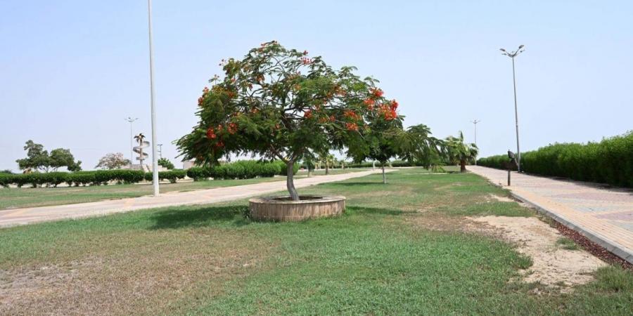 موسم إزهار البونسيانا الحمراء في جازان.. مشاهد موسمية تعزز المقومات السياحية وتستقطب الزوار