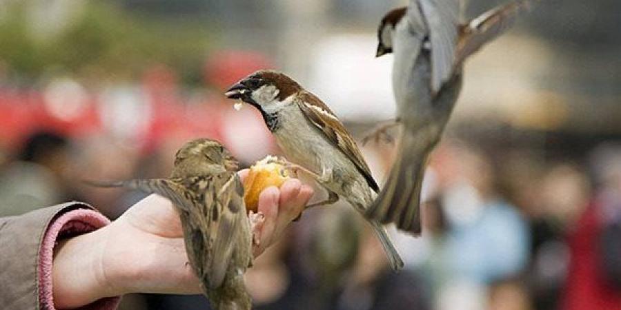 حقيقة الرزق وتعدد أنواعه وأشكاله في القرآن الكريم والسنة النبوية