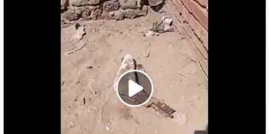 لغز العثور على قدم بشرية بجوار مقابر بالدقهلية.. الأمن يوضح الحقيقة