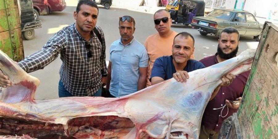 بيطري أسيوط يضبط عجلا مذبوحا خارج المجازر الحكومية ومصابا بالصفراء قبل بيعه للمواطنين