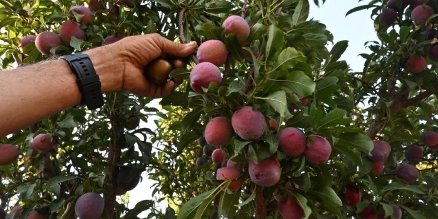 أكثر من مليون شجرة لوزيات بتبوك تفتح موسما زراعيا غنيا بالفواكه