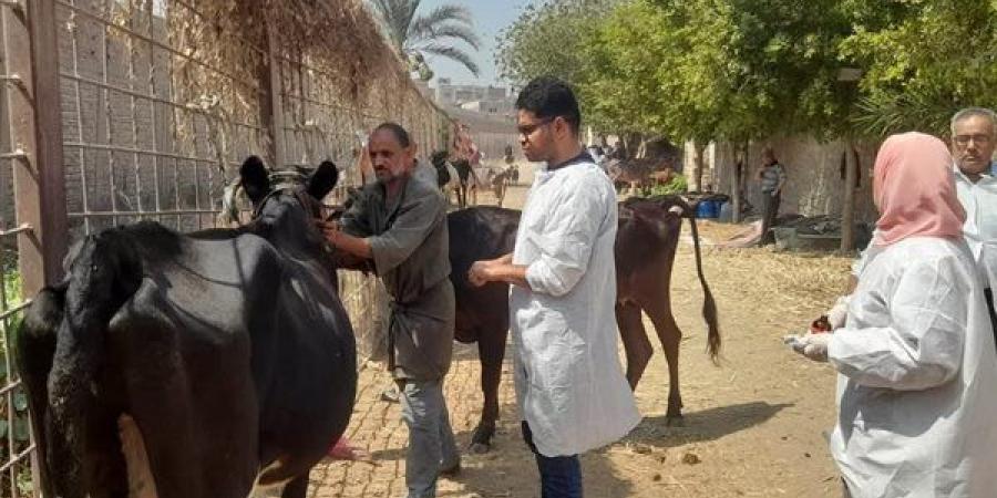 قافلة علاجية مجانية لطب بيطري القاهرة بمنطقة التبين لدعم صحة الحيوان