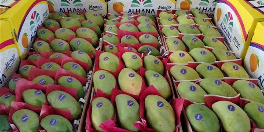 فى اليوم العالمى للمانجو، تعرف على حجم الإنتاج المحلى لـ ملكة الفواكه