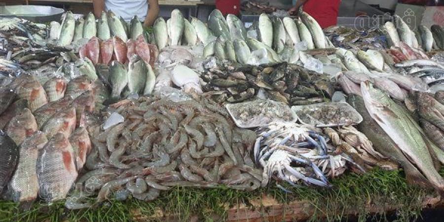 أسعار السمك اليوم، السبيط بـ 450 جنيها وانخفاض كبير في المكرونة