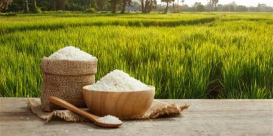 تعرف على سعر الأرز في الأسواق اليوم الثلاثاء