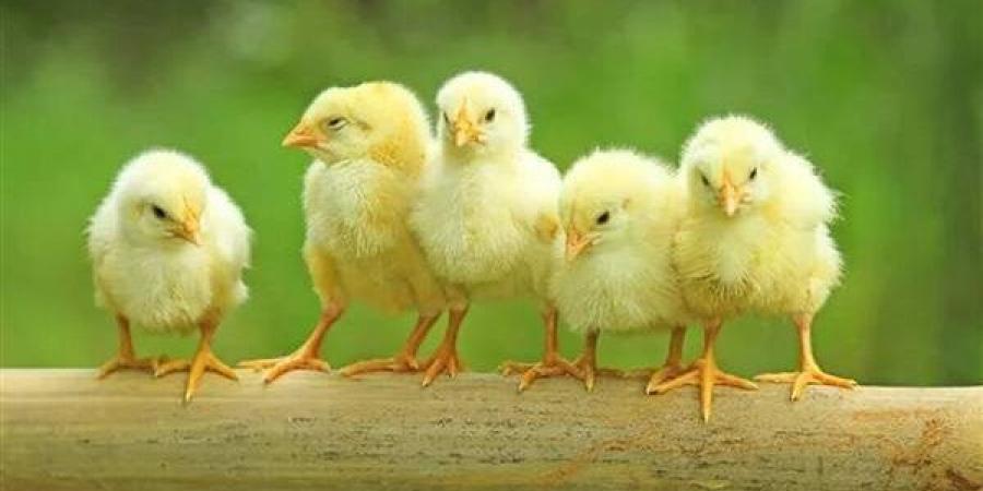 5 جنيهات ارتفاعًا للأبيض، أسعار الكتاكيت والبط اليوم الجمعة في بورصة الدواجن