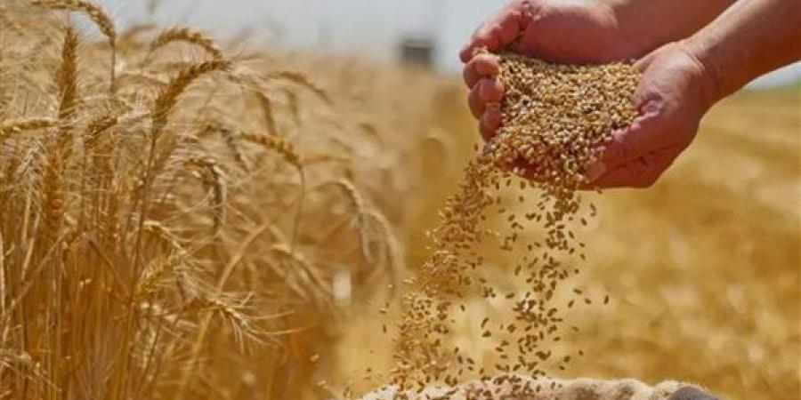 مصر وألمانيا تطلقان مسارًا بحثيًا جديدًا لتطوير إنتاج القمح بالزراعة الرأسية والبيئات المتحكم فيها
