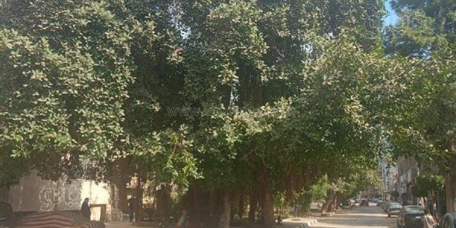 محافظة الشرقية تكشف حقيقة قطع أشجار التين البنغالي بشارع مدير الأمن